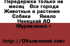 Передержка только на месяц - Все города Животные и растения » Собаки   . Ямало-Ненецкий АО,Муравленко г.